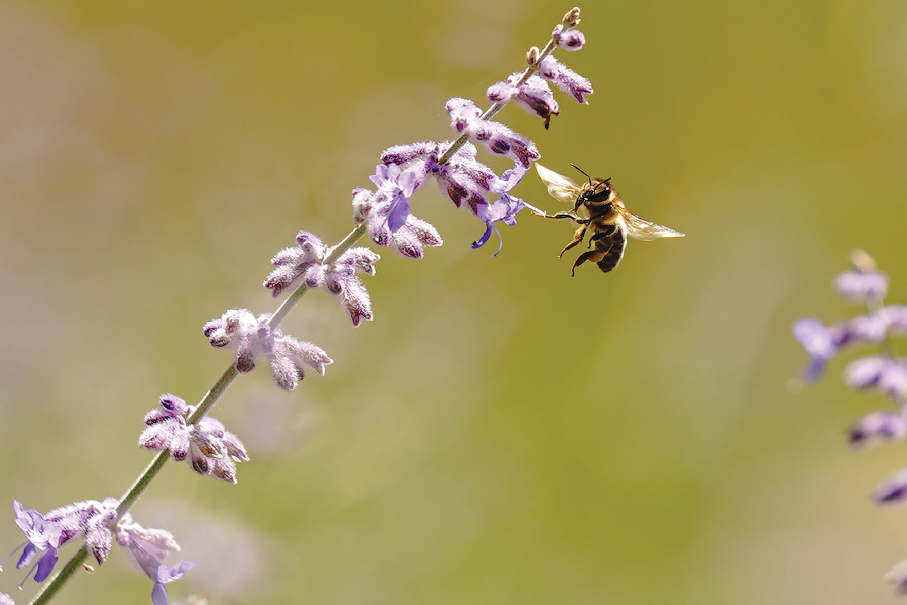 Bee Standalones 001.jpg